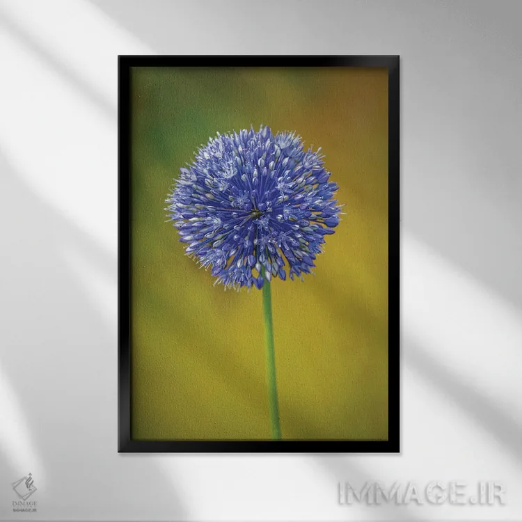 تابلو دکوراتیو Colorado, Fort Collins. Blue Allium Flower Close-Up.,نمای نز… اثر جینز گالری - نمای قابدار مشکی