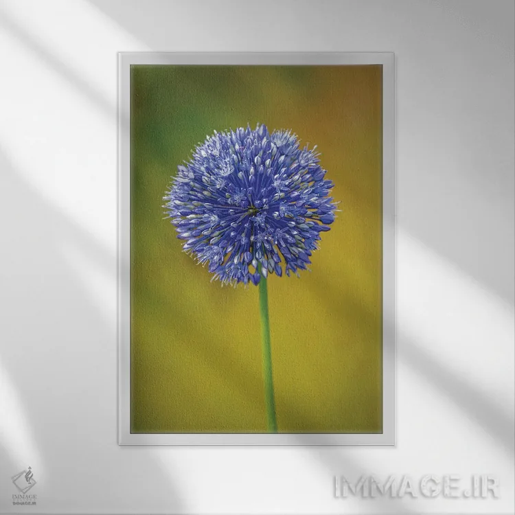 تابلو دکوراتیو Colorado, Fort Collins. Blue Allium Flower Close-Up.,نمای نز… اثر جینز گالری - نمای قابدار سفید