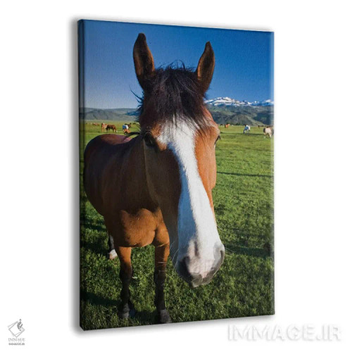 تابلو دکوراتیو California, Sierra Nevada Mountains. Curious horse in Bridge… اثر جینز گالری - نمای پرسپکتیو محصول
