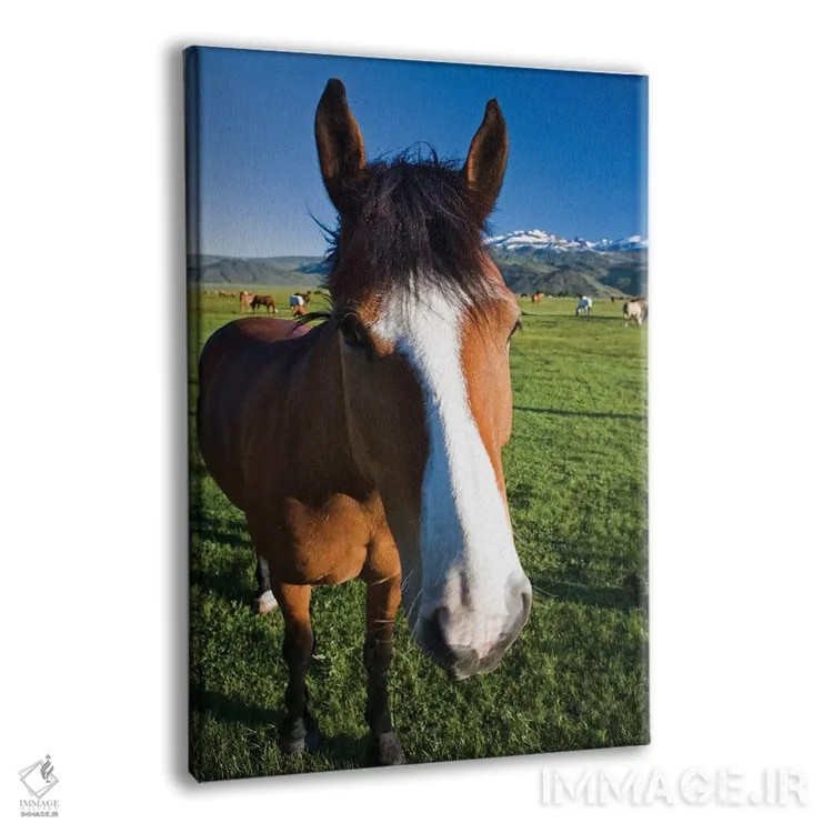 تابلو دکوراتیو California, Sierra Nevada Mountains. Curious horse in Bridge… اثر جینز گالری - نمای پرسپکتیو محصول