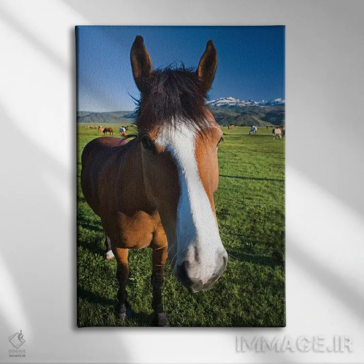 تابلو دکوراتیو California, Sierra Nevada Mountains. Curious horse in Bridge… اثر جینز گالری - نمای روبهرو روی دیوار
