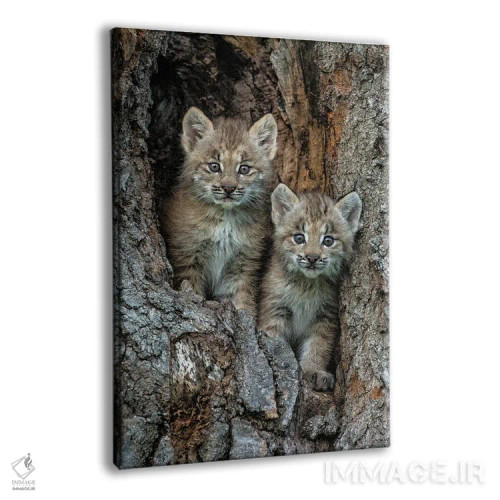 تابلو دکوراتیو Montana. Bobcat Kittens In Tree Den.,بچه گربه های وحشی در لا… اثر جینز گالری - نمای پرسپکتیو محصول