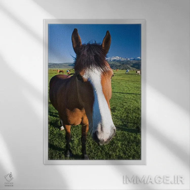 تابلو دکوراتیو California, Sierra Nevada Mountains. Curious horse in Bridge… اثر جینز گالری - نمای قابدار سفید
