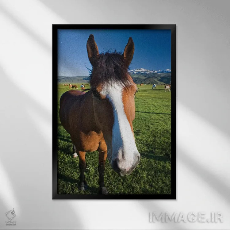 تابلو دکوراتیو California, Sierra Nevada Mountains. Curious horse in Bridge… اثر جینز گالری - نمای قابدار مشکی