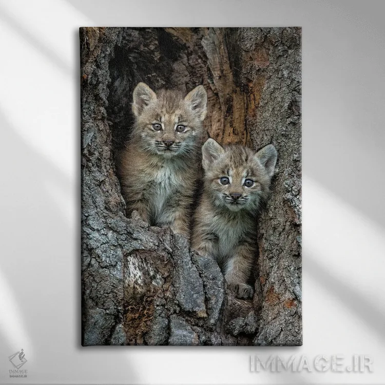 تابلو دکوراتیو Montana. Bobcat Kittens In Tree Den.,بچه گربه های وحشی در لا… اثر جینز گالری - نمای روبهرو روی دیوار