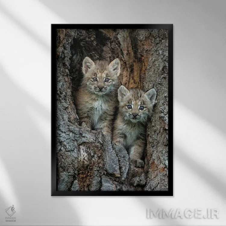 تابلو دکوراتیو Montana. Bobcat Kittens In Tree Den.,بچه گربه های وحشی در لا… اثر جینز گالری - نمای قابدار مشکی