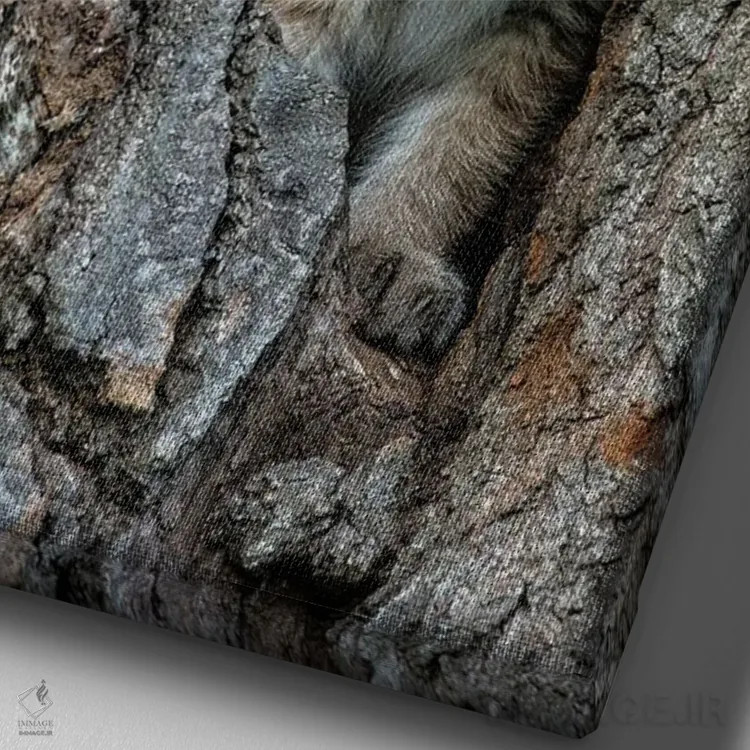 تابلو دکوراتیو Montana. Bobcat Kittens In Tree Den.,بچه گربه های وحشی در لا… اثر جینز گالری - نمای نزدیک بافت بوم