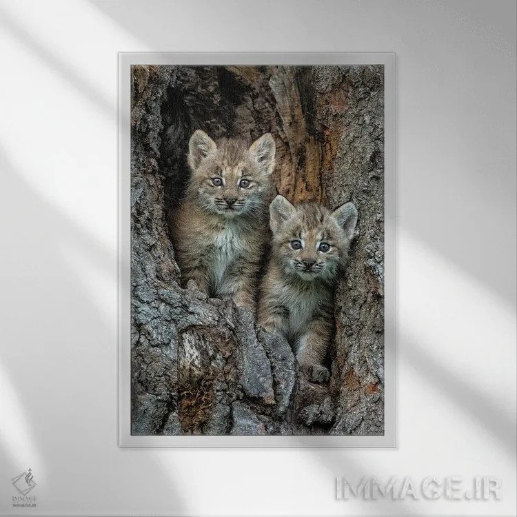 تابلو دکوراتیو Montana. Bobcat Kittens In Tree Den.,بچه گربه های وحشی در لا… اثر جینز گالری - نمای قابدار سفید