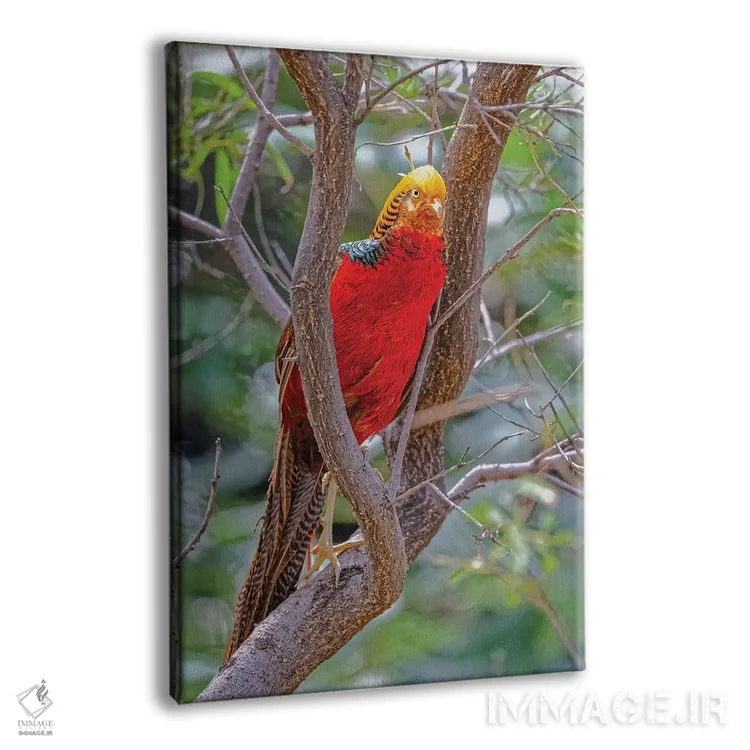 تابلو دکوراتیو New Mexico, Alamogordo, Alameda Park Zoo. Golden Male Pheasa… اثر جینز گالری - نمای پرسپکتیو محصول