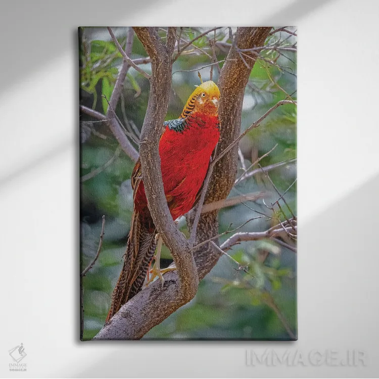تابلو دکوراتیو New Mexico, Alamogordo, Alameda Park Zoo. Golden Male Pheasa… اثر جینز گالری - نمای روبهرو روی دیوار