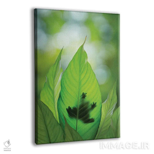 تابلو دکوراتیو Washington State, Seabeck. Composite Of Frog On Leaf.,ترکیبی… اثر جینز گالری - نمای پرسپکتیو محصول