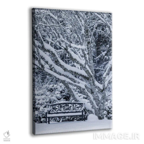 تابلو دکوراتیو Washington State, Seabeck. Snow-Covered Trees And Bench In W… اثر جینز گالری - نمای پرسپکتیو محصول