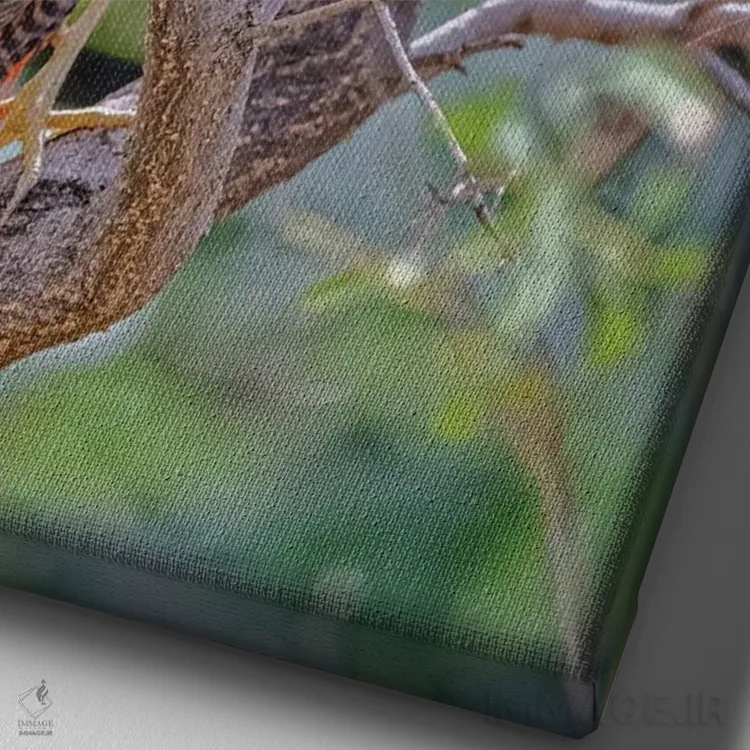 تابلو دکوراتیو New Mexico, Alamogordo, Alameda Park Zoo. Golden Male Pheasa… اثر جینز گالری - نمای نزدیک بافت بوم