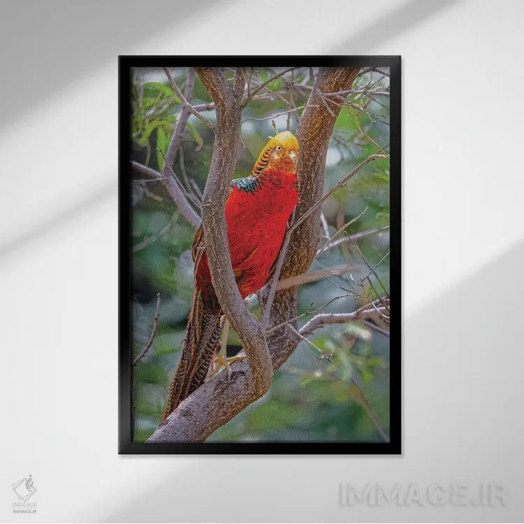 تابلو دکوراتیو New Mexico, Alamogordo, Alameda Park Zoo. Golden Male Pheasa… اثر جینز گالری - نمای قابدار مشکی