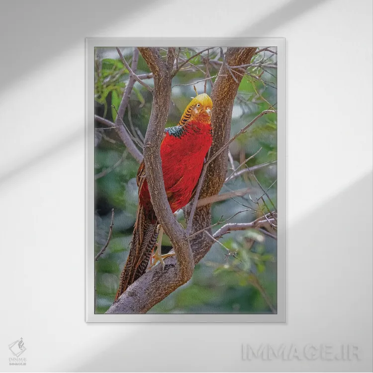 تابلو دکوراتیو New Mexico, Alamogordo, Alameda Park Zoo. Golden Male Pheasa… اثر جینز گالری - نمای قابدار سفید