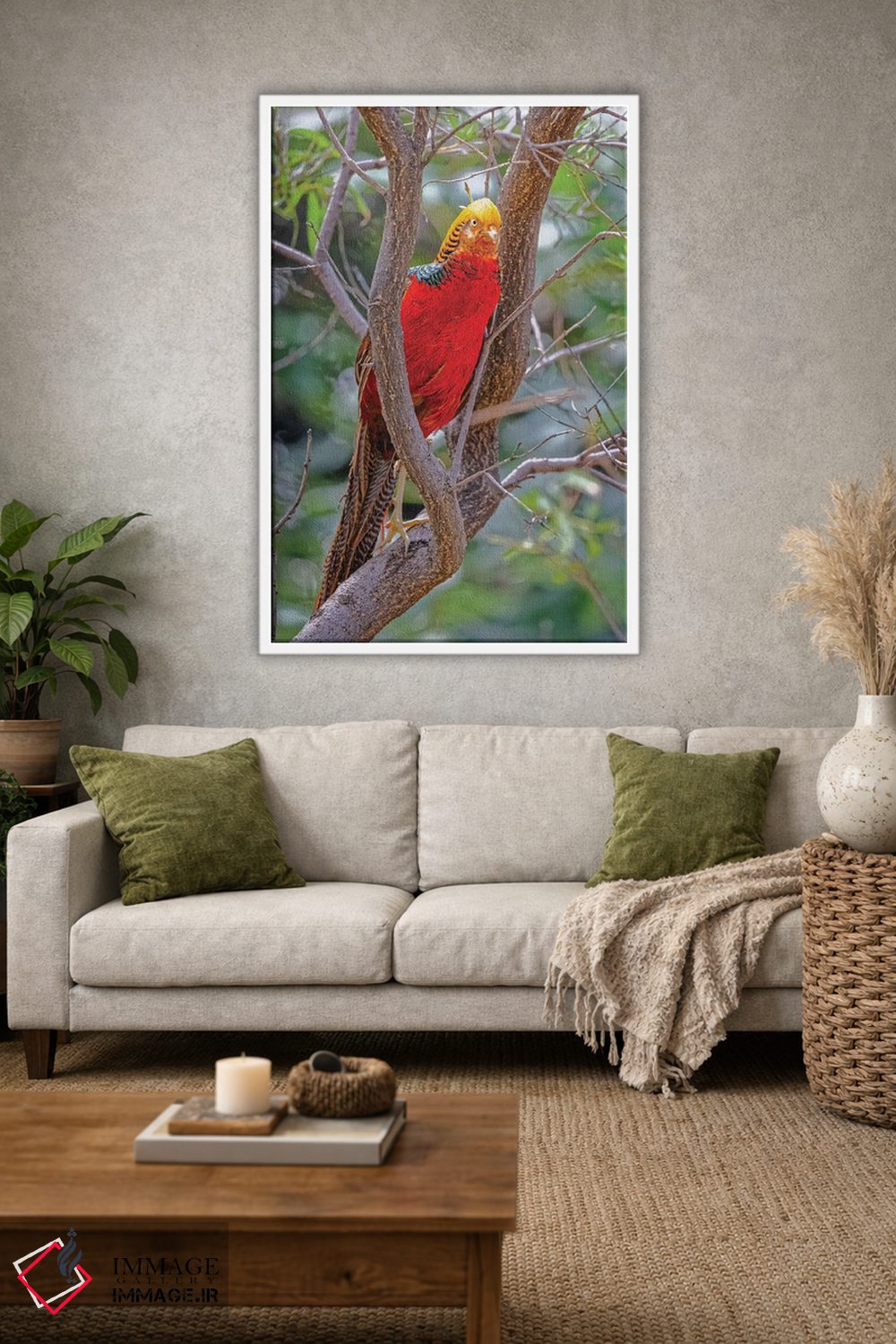 تابلو دکوراتیو New Mexico, Alamogordo, Alameda Park Zoo. Golden Male Pheasa… اثر جینز گالری - D1W