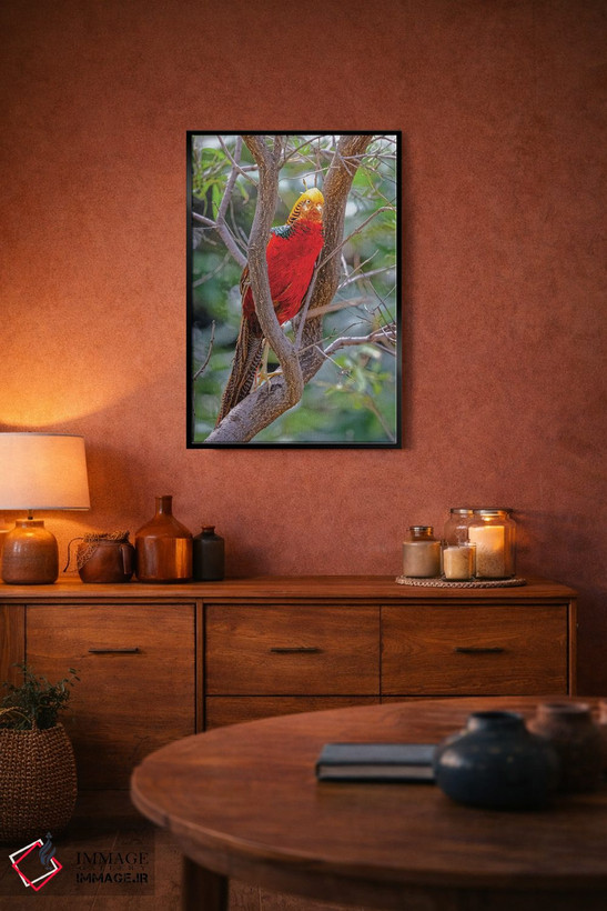 تابلو دکوراتیو New Mexico, Alamogordo, Alameda Park Zoo. Golden Male Pheasa… اثر جینز گالری - D4B