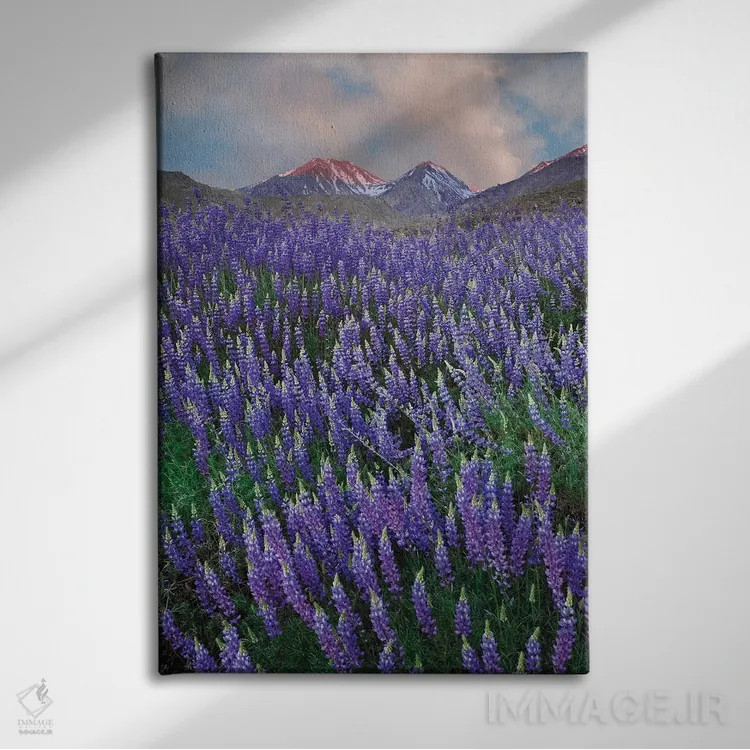 تابلو دکوراتیو California, Sierra Nevada Range. Blooming Inyo bush lupine f… اثر جینز گالری - نمای روبهرو روی دیوار