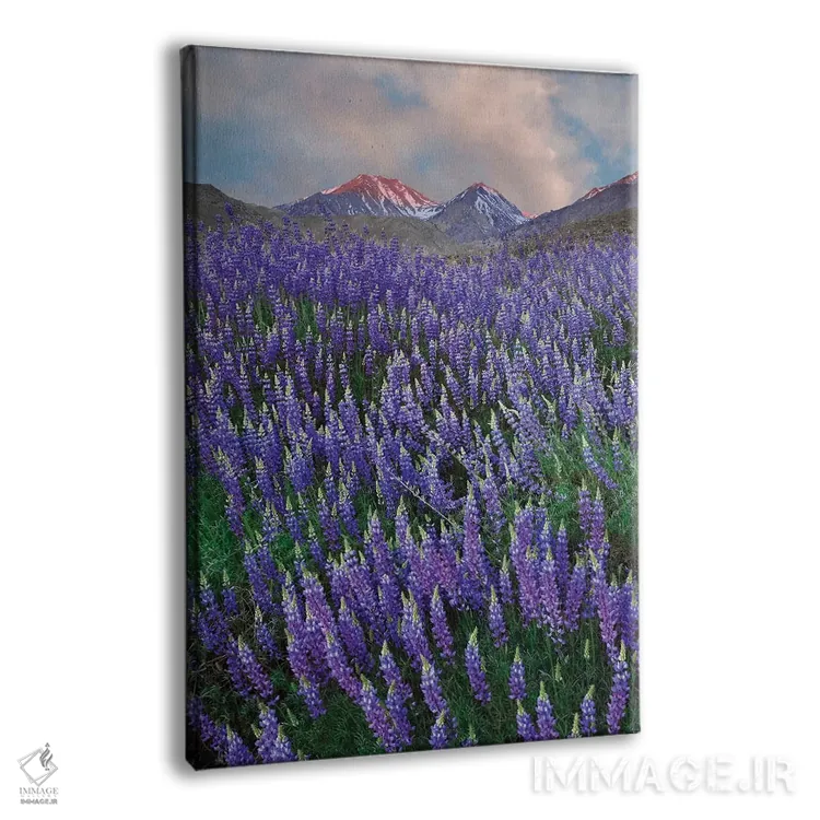 تابلو دکوراتیو California, Sierra Nevada Range. Blooming Inyo bush lupine f… اثر جینز گالری - نمای پرسپکتیو محصول