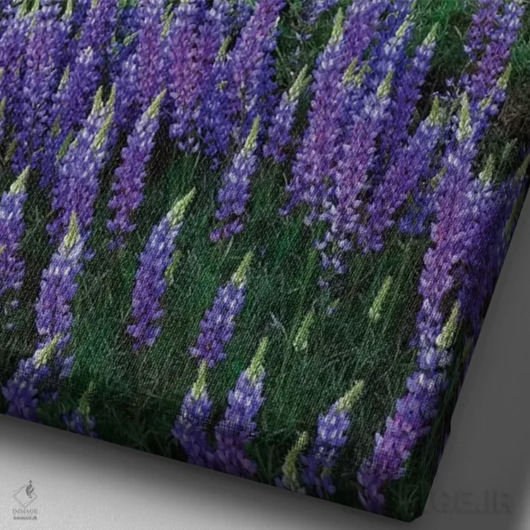 تابلو دکوراتیو California, Sierra Nevada Range. Blooming Inyo bush lupine f… اثر جینز گالری - نمای نزدیک بافت بوم