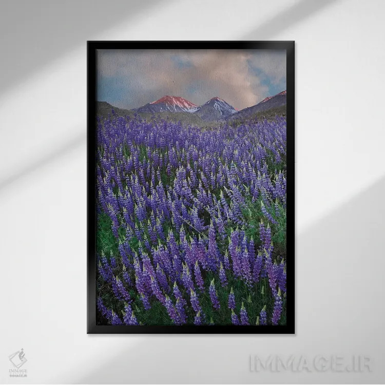 تابلو دکوراتیو California, Sierra Nevada Range. Blooming Inyo bush lupine f… اثر جینز گالری - نمای قابدار مشکی