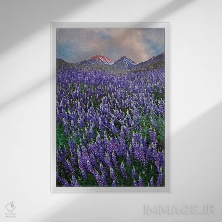 تابلو دکوراتیو California, Sierra Nevada Range. Blooming Inyo bush lupine f… اثر جینز گالری - نمای قابدار سفید