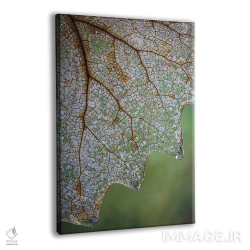 تابلو دکوراتیو Washington State, Seabeck Skeletonized Vanilla Leaf Close-Up… اثر جینز گالری - نمای پرسپکتیو محصول