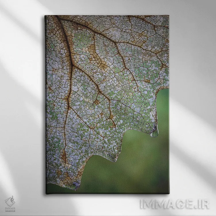 تابلو دکوراتیو Washington State, Seabeck Skeletonized Vanilla Leaf Close-Up… اثر جینز گالری - نمای روبهرو روی دیوار