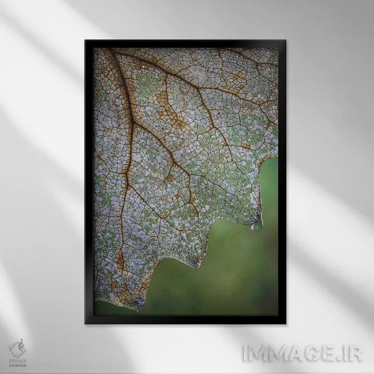 تابلو دکوراتیو Washington State, Seabeck Skeletonized Vanilla Leaf Close-Up… اثر جینز گالری - نمای قابدار مشکی