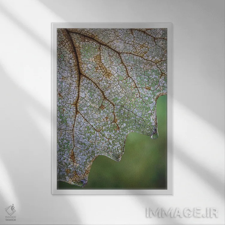 تابلو دکوراتیو Washington State, Seabeck Skeletonized Vanilla Leaf Close-Up… اثر جینز گالری - نمای قابدار سفید