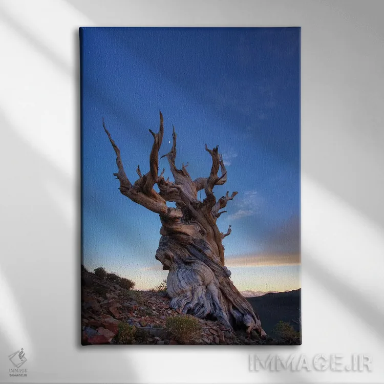 تابلو دکوراتیو آمریکا، کالیفرنیا، رشته کوه وایت. درخت کاج بریستلوکون در غرو… اثر جینز گالری - نمای روبهرو روی دیوار