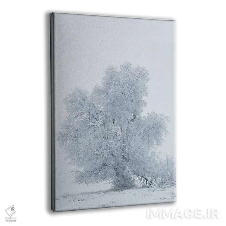 تابلو دکوراتیو آمریکا، مونتانا، کالیسپل. درخت صنوبر در طوفان برفی اثر جینز گالری - نمای پرسپکتیو محصول