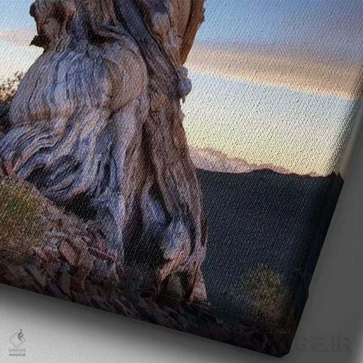 تابلو دکوراتیو آمریکا، کالیفرنیا، رشته کوه وایت. درخت کاج بریستلوکون در غرو… اثر جینز گالری - نمای نزدیک بافت بوم