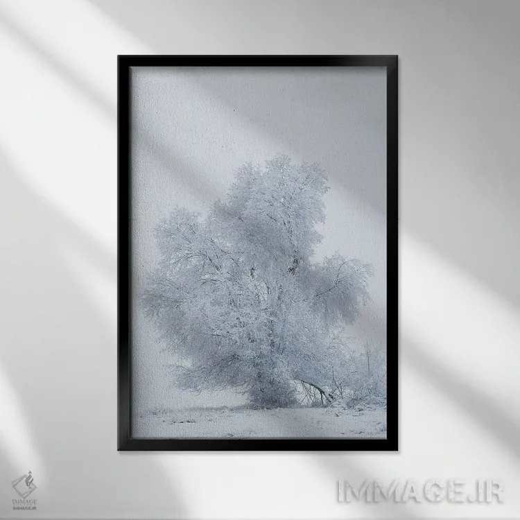 تابلو دکوراتیو آمریکا، مونتانا، کالیسپل. درخت صنوبر در طوفان برفی اثر جینز گالری - نمای قابدار مشکی