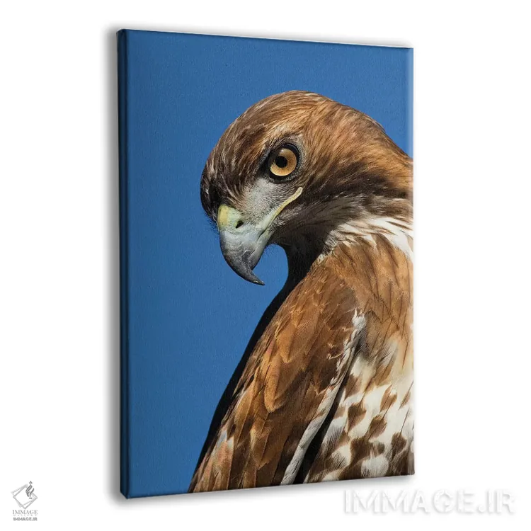 تابلو دکوراتیو آمریکا، کالیفرنیا. پرتره شاهین شانه قرمز اثر جینز گالری - نمای پرسپکتیو محصول