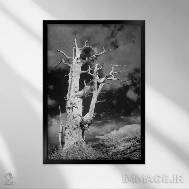 تابلو دکوراتیو آمریکا، کالیفرنیا، رشته کوه وایت. درخت کاج بریستلوکون اثر جینز گالری - نمای قابدار مشکی