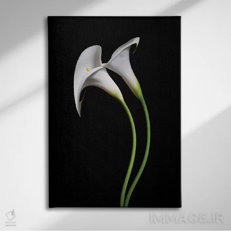 تابلو دکوراتیو آمریکا، کالیفرنیا. دو گل کالا لیلی اثر جینز گالری - نمای روبهرو روی دیوار