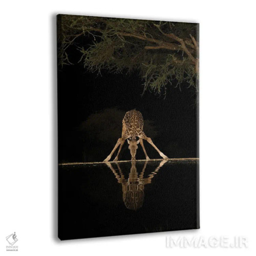 تابلو دکوراتیو آفریقا، کنیا، پارک ملی آمبوسلی. زرافه در حال نوشیدن آب شبانه اثر جینز گالری - نمای پرسپکتیو محصول