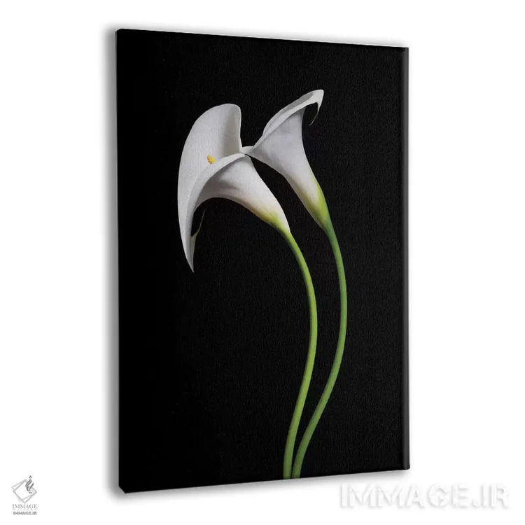 تابلو دکوراتیو آمریکا، کالیفرنیا. دو گل کالا لیلی اثر جینز گالری - نمای پرسپکتیو محصول