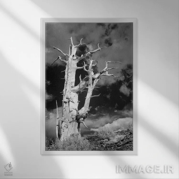 تابلو دکوراتیو آمریکا، کالیفرنیا، رشته کوه وایت. درخت کاج بریستلوکون اثر جینز گالری - نمای قابدار سفید
