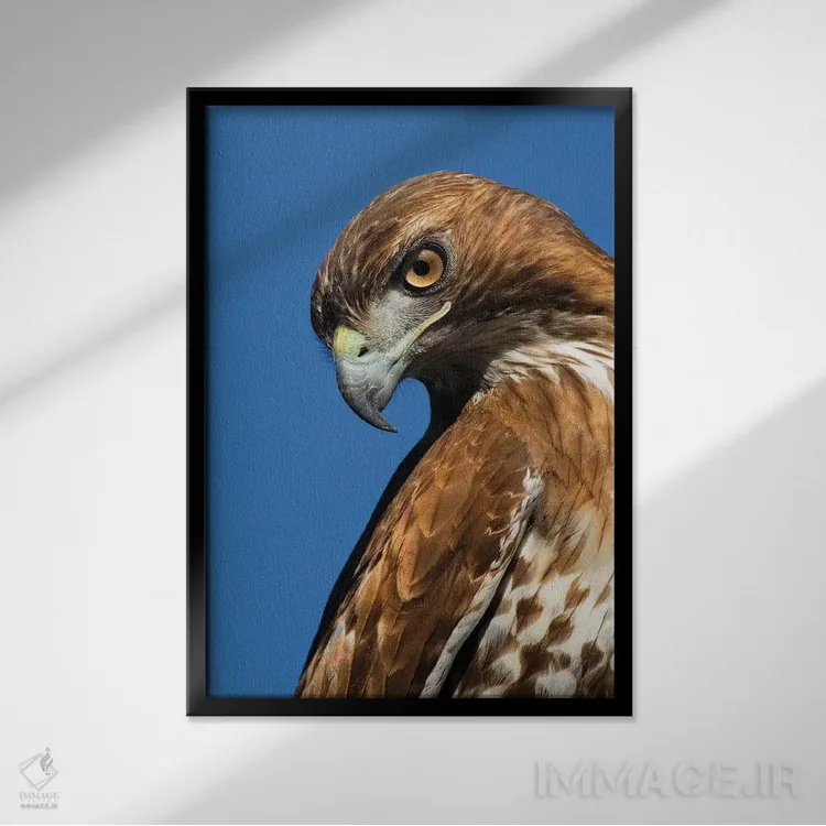 تابلو دکوراتیو آمریکا، کالیفرنیا. پرتره شاهین شانه قرمز اثر جینز گالری - نمای قابدار مشکی