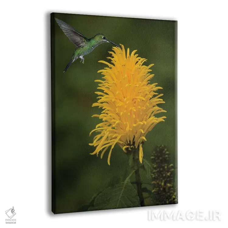 تابلو دکوراتیو کارائیب، کاستاریکا. زنبورک سبز تاج دار در حال تغذیه اثر جینز گالری - نمای پرسپکتیو محصول