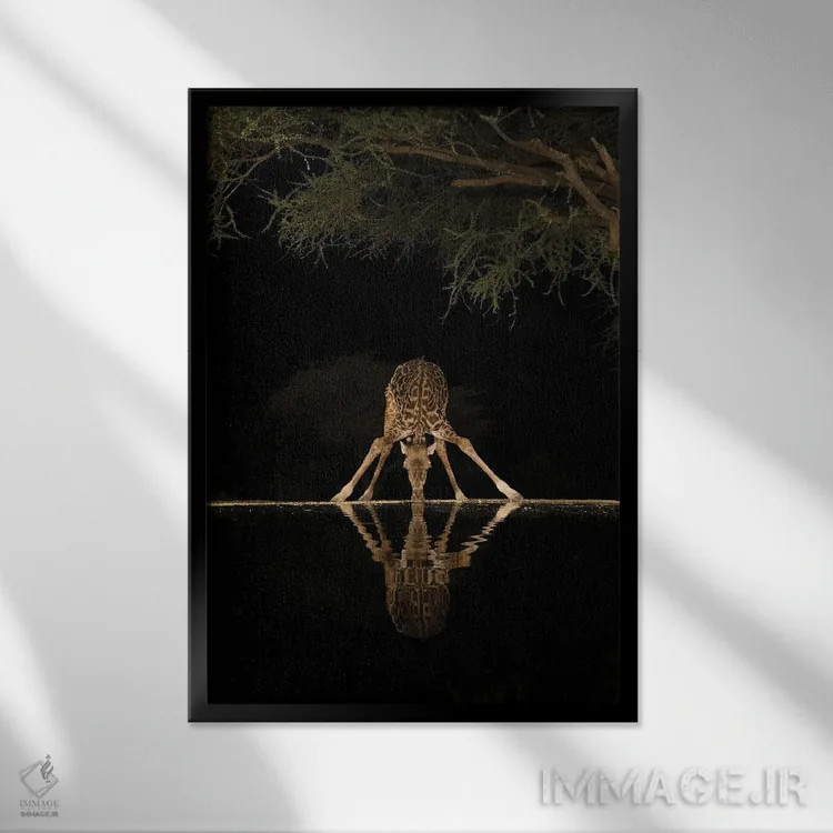 تابلو دکوراتیو آفریقا، کنیا، پارک ملی آمبوسلی. زرافه در حال نوشیدن آب شبانه اثر جینز گالری - نمای قابدار مشکی