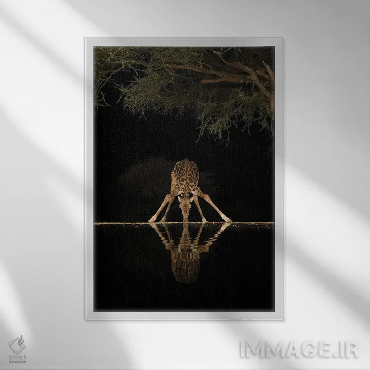 تابلو دکوراتیو آفریقا، کنیا، پارک ملی آمبوسلی. زرافه در حال نوشیدن آب شبانه اثر جینز گالری - نمای قابدار سفید