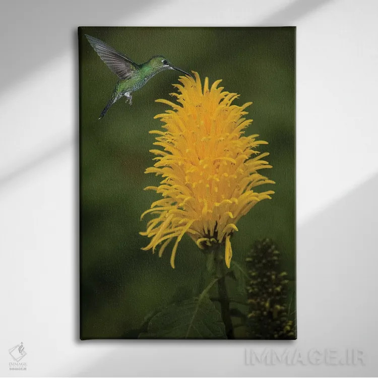 تابلو دکوراتیو کارائیب، کاستاریکا. زنبورک سبز تاج دار در حال تغذیه اثر جینز گالری - نمای روبهرو روی دیوار