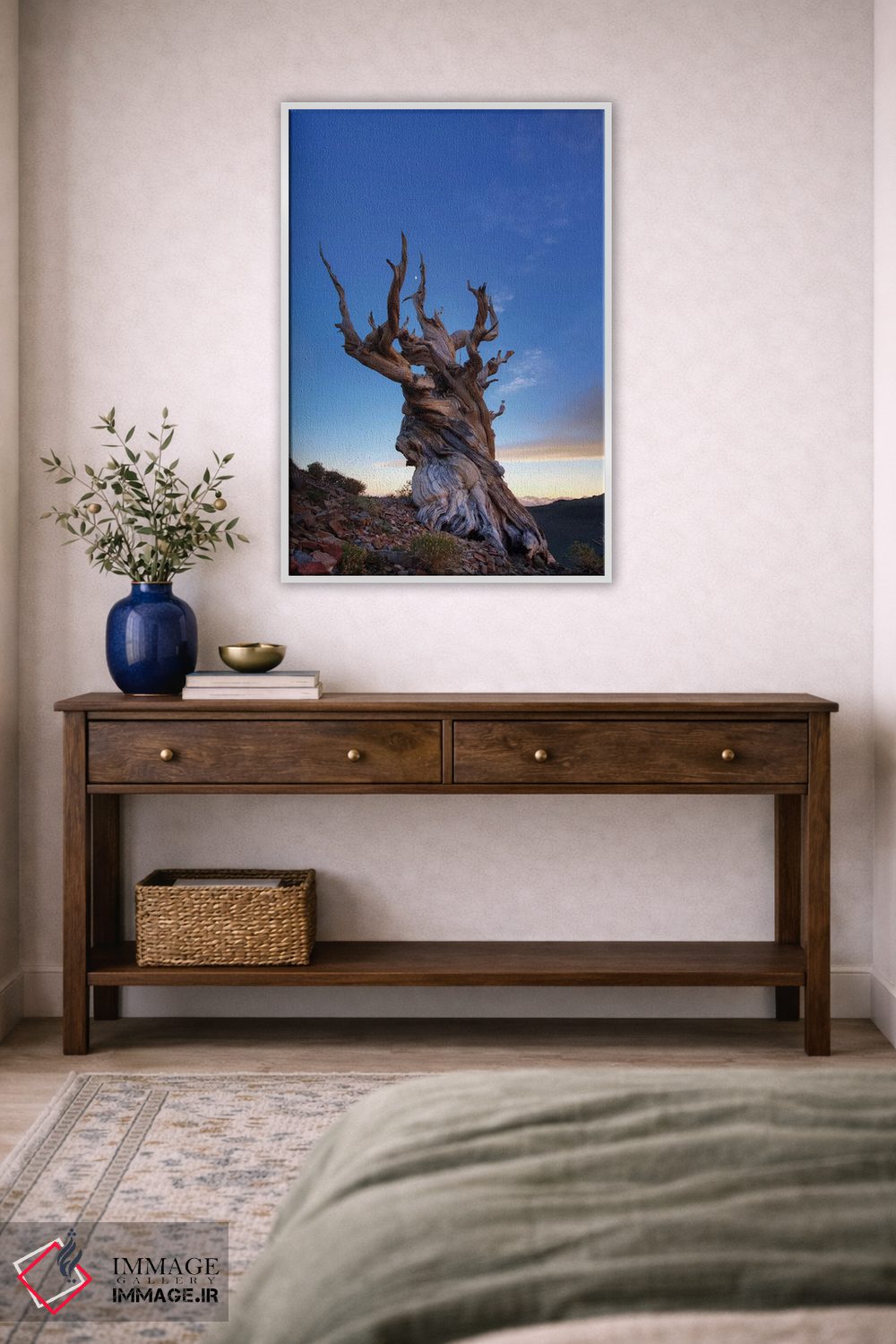 تابلو دکوراتیو آمریکا، کالیفرنیا، رشته کوه وایت. درخت کاج بریستلوکون در غرو… اثر جینز گالری - D3W