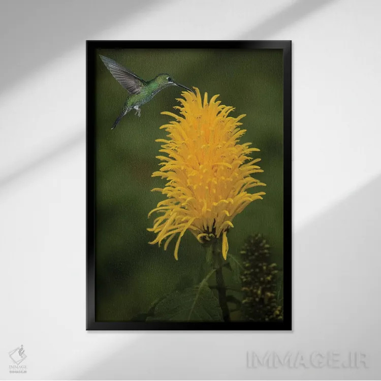تابلو دکوراتیو کارائیب، کاستاریکا. زنبورک سبز تاج دار در حال تغذیه اثر جینز گالری - نمای قابدار مشکی