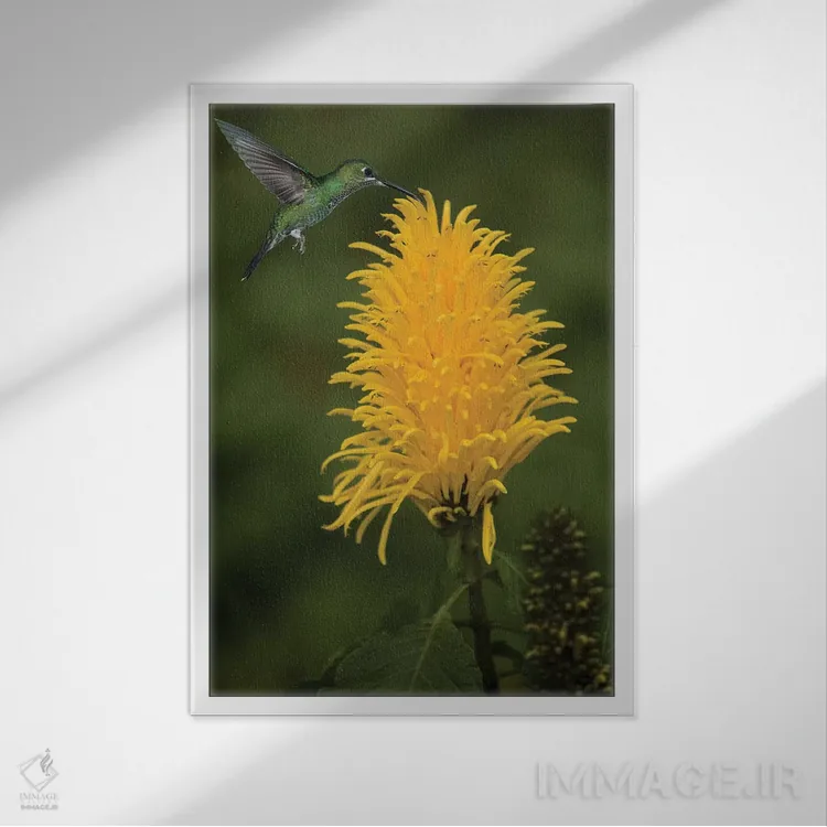 تابلو دکوراتیو کارائیب، کاستاریکا. زنبورک سبز تاج دار در حال تغذیه اثر جینز گالری - نمای قابدار سفید