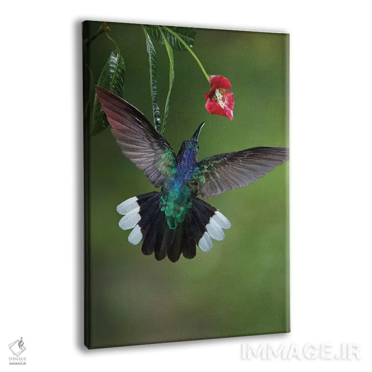 تابلو دکوراتیو کارائیب، کاستاریکا. زنبورک سابر وینگ بنفش در حال تغذیه اثر جینز گالری - نمای پرسپکتیو محصول