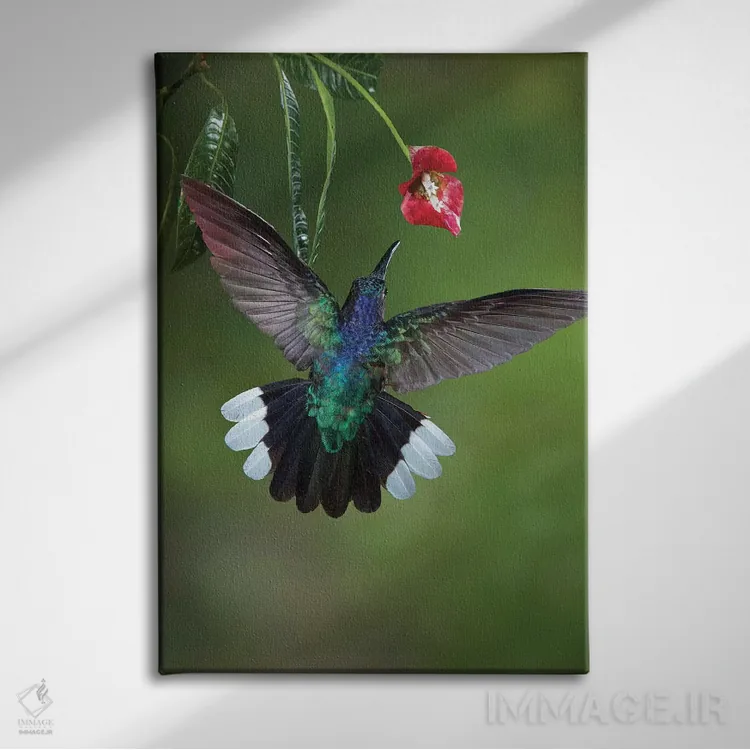 تابلو دکوراتیو کارائیب، کاستاریکا. زنبورک سابر وینگ بنفش در حال تغذیه اثر جینز گالری - نمای روبهرو روی دیوار